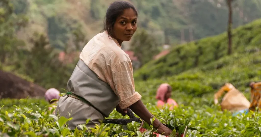 収穫をするインド人女性